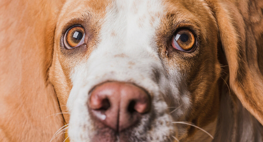 Unraveling the Mystery Behind Strangest Dog Behaviors
